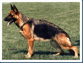German Shepherd Dog 2